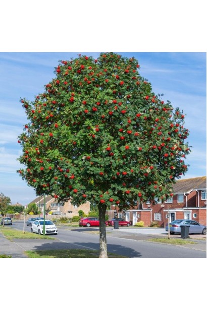 Доросле дерево-Горобина звичайна